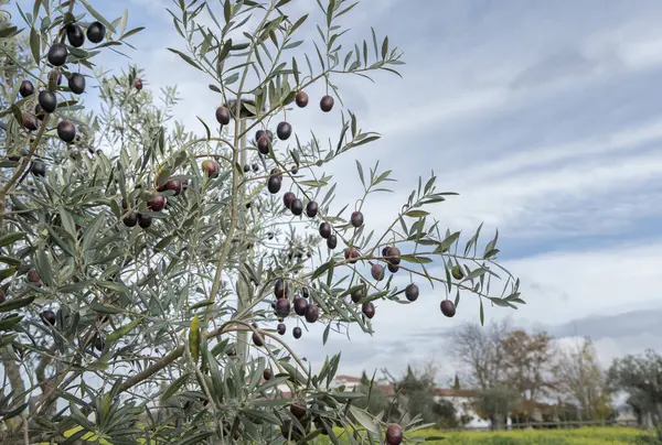 Black olives growing on a tree and ripening from green to black