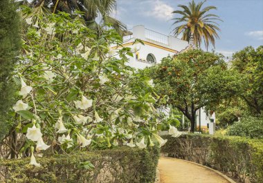 Bir patikadan aşağıya bakıyorum. Meyveli bir ornitorenk ağacının yanında bir Meleklerin Trompet ağacının yanından.