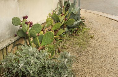 Güney Fransa 'da yol kenarında büyüyen bir evin ön duvarında dikenli armut kaktüsü.