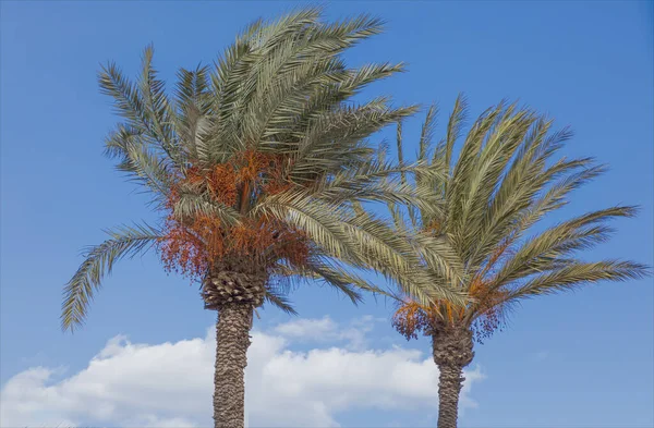Two date palms blowing in the wind against a blue sky
