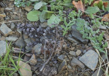 İspanya 'nın Priorat bölgesindeki bir üzüm bağının zemininde kurumuş üzümler var.