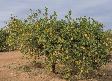 Güney İspanya 'nın kış güneşinde, mavi gökyüzüne karşı ağaçta büyüyen limonlar.