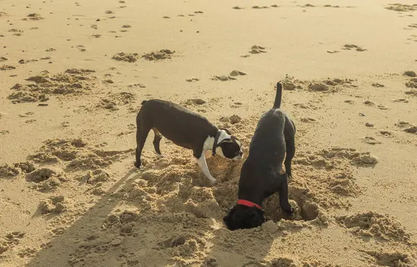 Two dogs digging a hole on the beach one dog looking down the hole