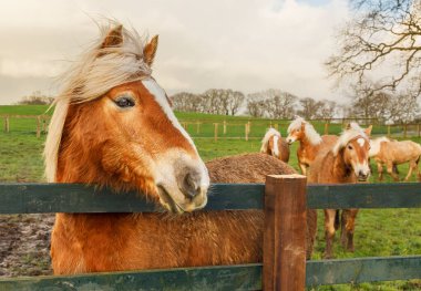 Bir tarlada yelesi rüzgarda esip çitin üstünden bakan bir at sürüsü.