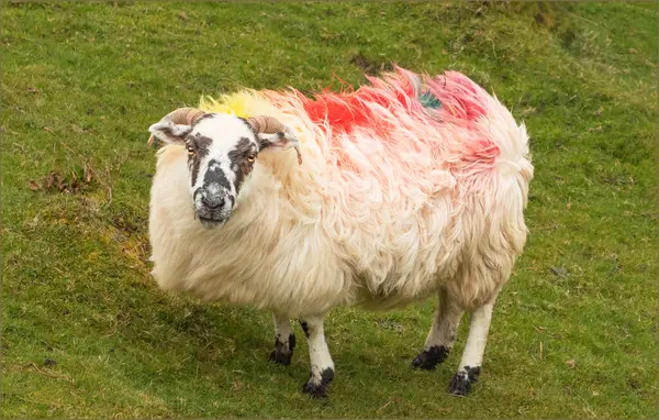 Sheep with multicoloured dyed coat  in the wind with her fleece blowing