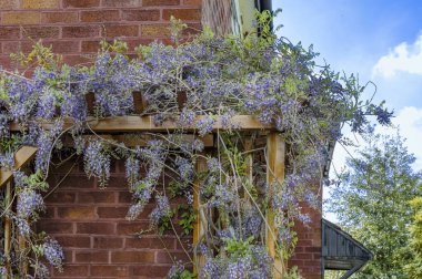 Çiçek açan mor salkımlar bir evin köşesindeki pegoda üzerinde