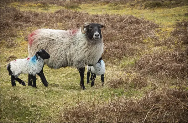 stock image Mother sheep and her two lambs on a windy hillside