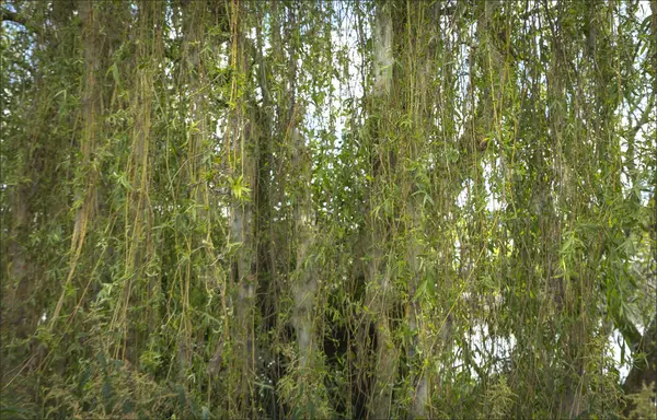 stock image Caterpillar webs hanging in a willow tree in early July