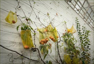 Espalier Peach trees with yellow net bags catching falling fruit against a greenhouse wall clipart