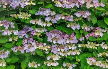 Yeşil yapraklı çok renkli ortanca çiçeklerinin arkaplanı