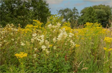 Lower Peover, Knutsford, Cheshire, İngiltere - 30 Temmuz 2024 - Meadow Sweet ve Common Ragwort ile birlikte diğer yabani çiçeklerle birlikte nemli bir çayır