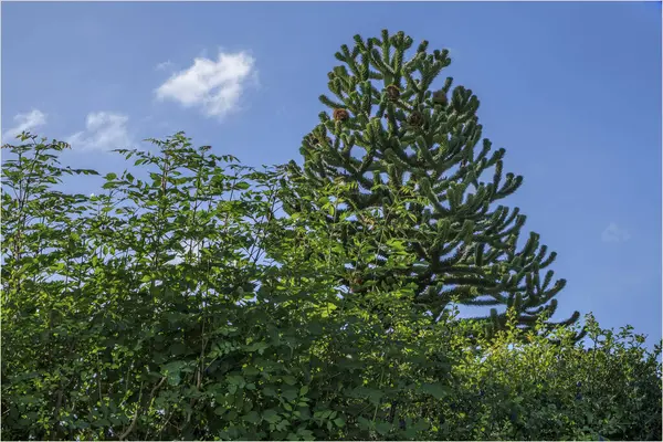 Stock image Winsford, Cheshire West and Chester, UK - August 14th 2024 -Monkey puzzel tree with round seed pods which have opened and gone brown