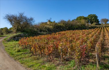 Cote d 'Or, Burgundy, Fransa - 27 Ekim 2024 - Cote d' Or üzüm bağlarındaki yel değirmeni