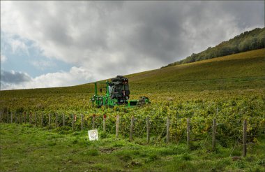 Cramant, Champagne, France -14 Ekim 2024 -Hasat gerçekleştikten sonra Cotes de Blanc yamaçlarına mekanik budama makinesi sürülüyor