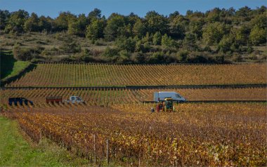 Burgundy, Fransa - 29 Ekim 2024 - Üzüm bağında vektörler park edilmiş ve iki kişi çalışıyor