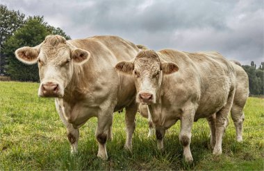 Loire Valley , Loriet, France - September 20th 2021 - Two Charolaise cows standing in a field and looking at what is going on around them clipart