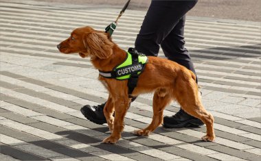 Mantar, İrlanda - 17 Mart 2024 - Gümrük köpeği olarak kullanılan altın renkli bir cocker spaniel