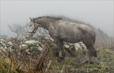 Mizen Head, Irealnd - March 16th 2024 - An Irish bog pony stood in a misty field looking over a wall  clipart