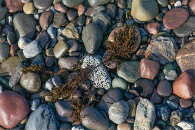 İrlanda Cumhuriyeti - 27 Mart 2024 - Küçük taşlar, çeşitli renklerde kayalar ve deniz otlarının arka planı