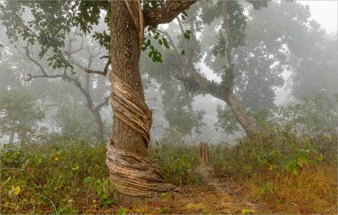 Chitwan National Park, Nepal - February 5th 2025 - A tree in the forest with a vine around its trunk clipart