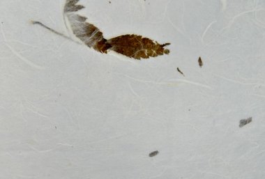 Geleneksel Kore kağıdı deseni