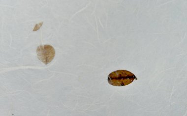 Geleneksel Kore kağıdı deseni