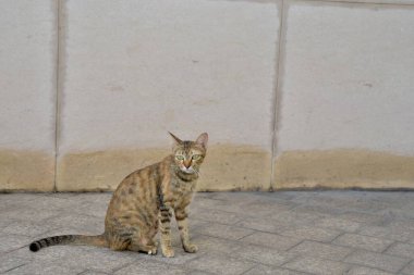 Kedi Saigon caddesinde oturuyor.