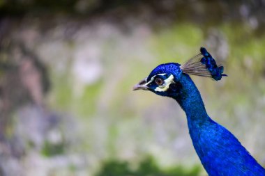 tavuskuşu mavi gözlü