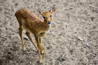 young female deer standing on the ground in the sun