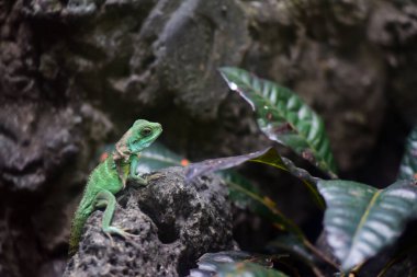 closeup of lizard sitting on green leaf in terrarium.