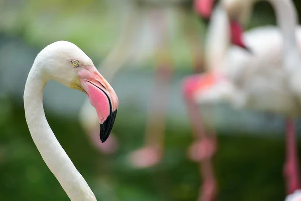 beautiful flamingo, bird and feathers