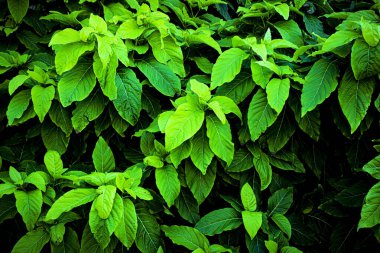 Bahçede yeşil yapraklar