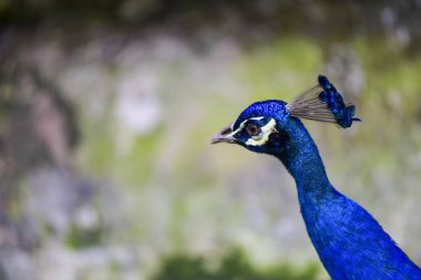 Mavi başlı ve mavi kuyruk tüylü mavi bir tavus kuşu. Kuş bir duvarın önünde duruyor.