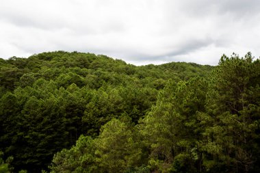 Ağaçları ve bulutlu gökyüzü olan bir orman. Gökyüzü gri ve ağaçlar yeşil. Ağaçlar uzun ve yoğun.