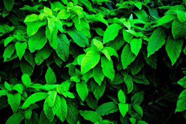 Görüntünün ana odak noktası birçok yapraklı yemyeşil bitki. Yapraklar büyük ve parlaktır ve bitkinin çeşitli yönlerine yayılmışlardır. Bitki gelişiyor gibi görünüyor.