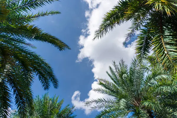 Gökyüzünde bulut olan bir palmiye ağacı. Palmiye ağacı ön planda ve bulut arka planda.