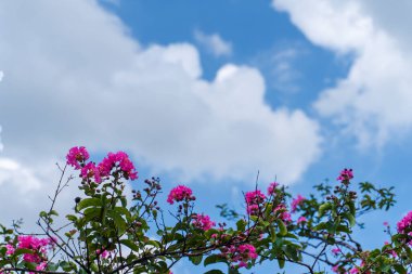 Ağaçta bir demet pembe çiçek yetişiyor. Gökyüzü bazı bulutlarla mavidir. Çiçekler tamamen çiçek açmış.