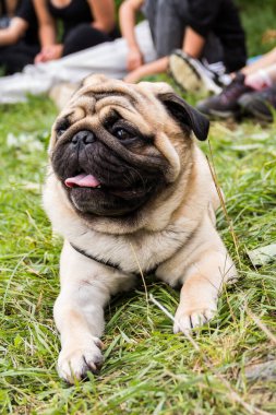 Çocukların ayaklarının altındaki bir turizm kampında siyah ağızlıklı şirin kırmızı bir pug.