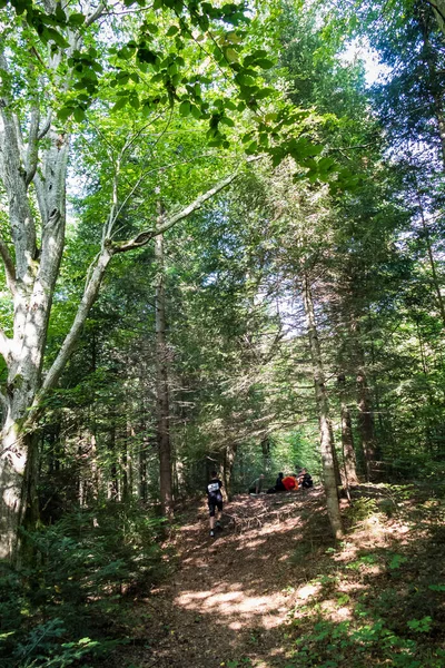 stock image hiking in the forest in a tourist camp in the mountains