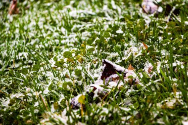 Beyaz kar ve sarı yapraklarla serpilmiş yeşil çimenler