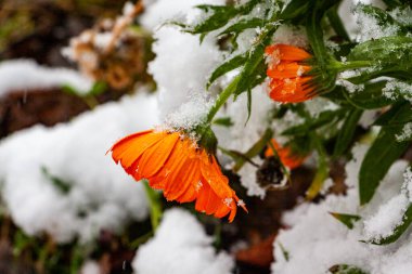 Sarı-turuncu hassas takvim çiçekleri beyaz karla kaplıdır.
