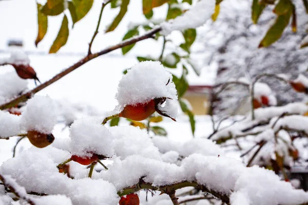 stock image red-pink fruits of roses, rose hips, covered with white snow,berries