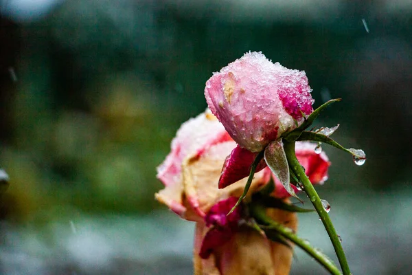 Red Pink Delicate Rose Flowers Covered White Snow — Stock Photo, Image