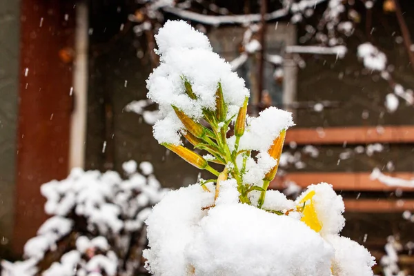 stock image yellow tender flowers under white snow