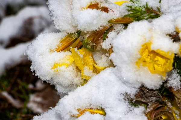 Flores Tiernas Amarillas Bajo Nieve Blanca — Foto de Stock