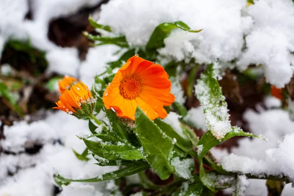 Amarillo Naranja Delicadas Flores Caléndula Están Cubiertas Nieve Blanca — Foto de Stock