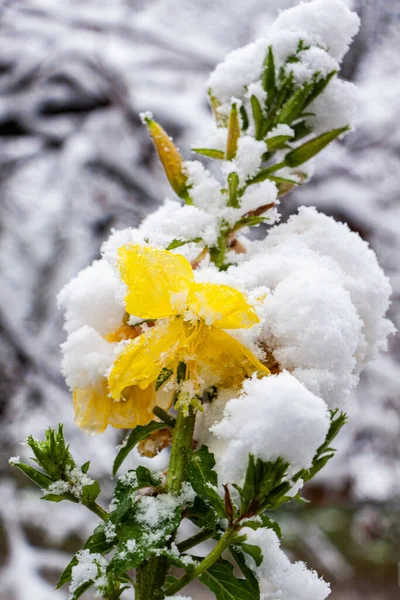 Flores Concurso Amarelo Sob Neve Branca — Fotografia de Stock