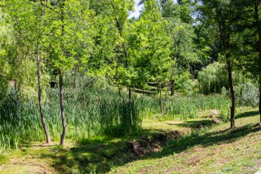 yeşil çimenler, genç ağaçlar, sazlıklar, çalılıklar, hendekte akarsu, taze yeşillik, orman, kırsal, yaz, güneş, bahar, seyahat, manzara, doğa, dinlenme, gezi, turistler, 