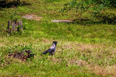 karga, gri ile siyah, kuş, açık gaga, yeşil çimenlerde yürür, yaşlı kütük, sazlıklar, çalılıklar, ağaçlar, kırsal, seyahat, manzara, doğa, orman, 