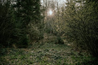  Çam ağaçları, yaprak döken ağaçlar, yosun, peri masalı huzuru, güneş, parıltı, çeşitli otlar, çalılıklar...